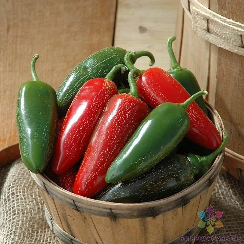 Jalapeno M Hot Pepper Seeds – Capsicum annuum, Non-GMO, USA Grown, Spicy Garden Planting, 25+ Seeds