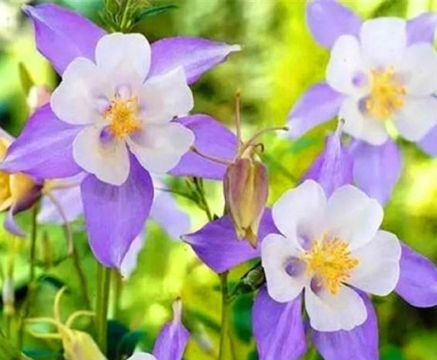 Blue Columbine Seeds - Aquilegia caerulea Perennial Flower Seeds for Garden Planting - 100+ Seeds