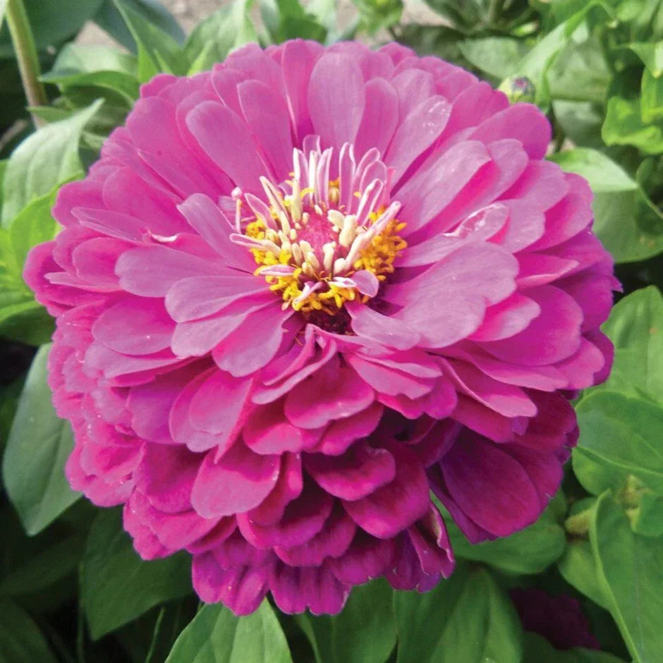 Purple Zinnia Seeds - 100+ Purple Prince Flower Seeds - Zinnia elegans - USA