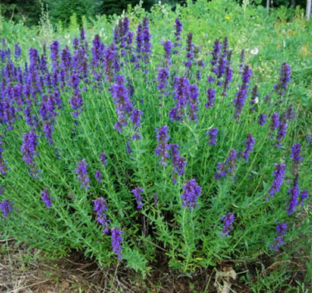 Hyssop Seeds 300 Heirloom Non-GMO Herb for Garden, Hyssopus officinalis, Aromatic Perennial, Culinary & Pollinator Plant