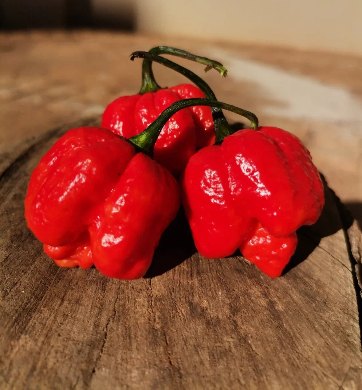 Scorpion Red Moruga Pepper Seeds – 20 Premium Capsicum chinense Super-Hot Seeds for Spicy Dishes & Gardening