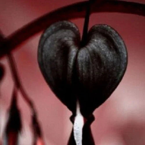 Black Bleeding Heart Seeds - 25 Perennial Lamprocapnos spectabilis Seeds - US Seller