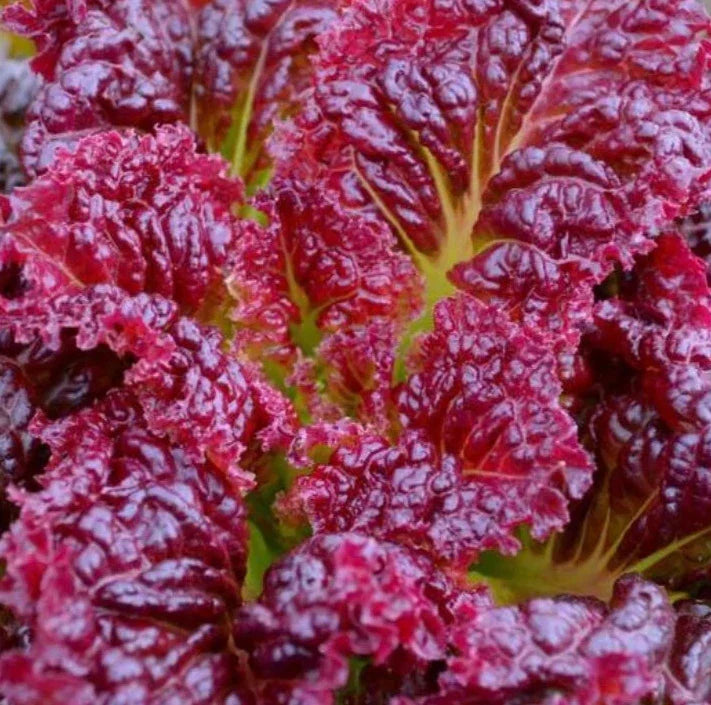 Red Salad Bowl Lettuce Seeds - 1000+ Cool Weather Vegetable Garden | Lactuca sativa