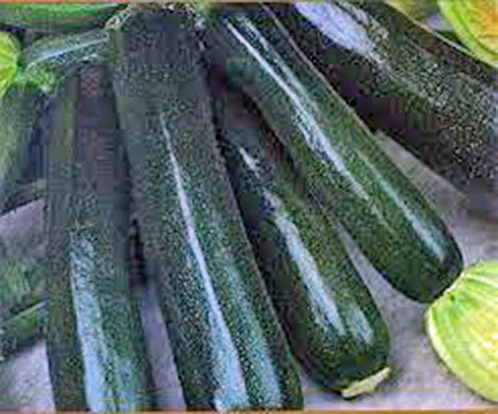 Black Beauty Zucchini Seeds 100 Count Heirloom Non-GMO Cucurbita pepo for Home Garden & Container Planting
