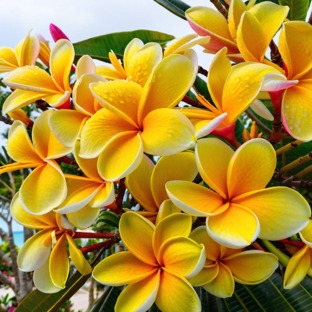 Plumeria Seeds - Bright Yellow Hawaiian Flowers - Perennial Tropical Plant - Plumeria rubra - 5 Seeds Pack
