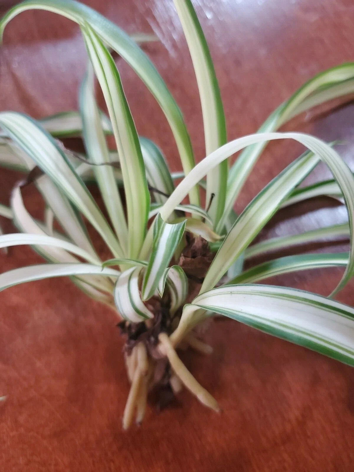 Variegated Airplane Spider Plant Rooted Start, Chlorophytum comosum 'Variegatum', Indoor Houseplant, Easy Care, Air-Purifying