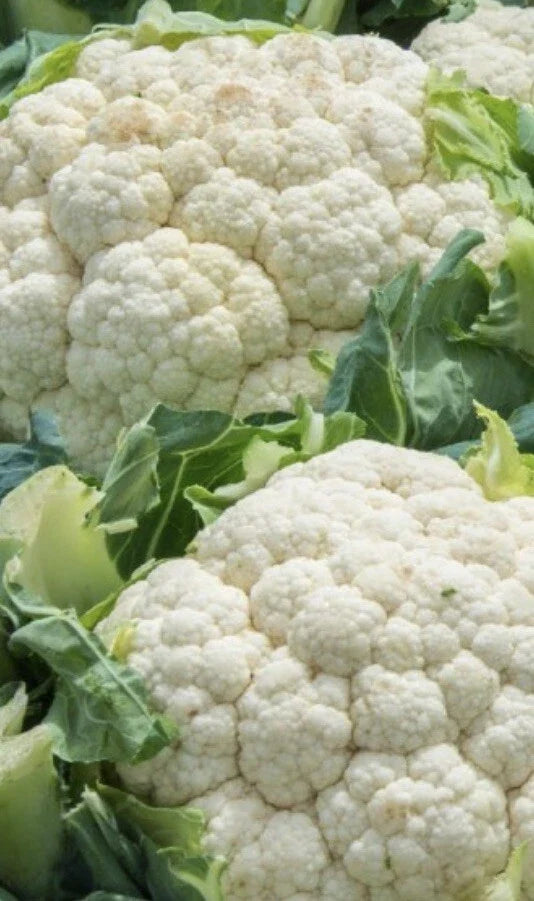 Cauliflower Seeds 1000+ Snowball Self Blanching Brassica oleracea var. botrytis Non-GMO