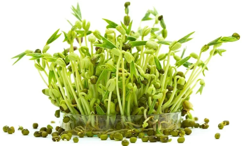 Mung Bean Sprout Seeds - 100 Count - Organic Vigna radiata for Home Sprouting and Indoor Gardening