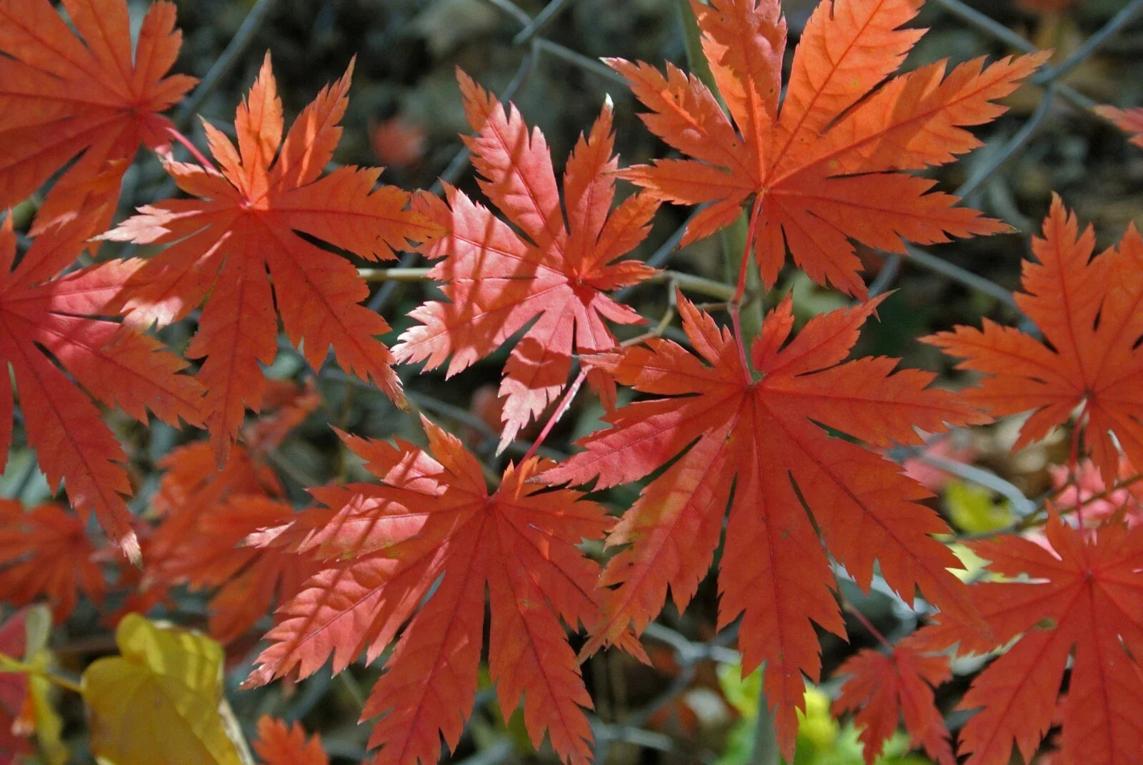 Korean Maple Seeds - Acer pseudo-sieboldianum - 25 Pack - Ornamental Tree Seeds for Landscaping and Garden Decor