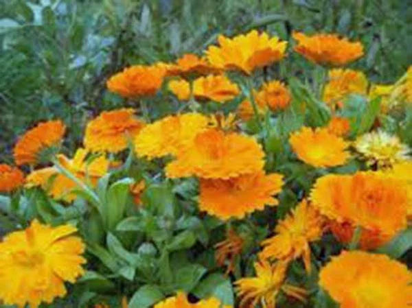 Calendula Seeds 500+ Pack - Vivid Golden Blooms, Calendula officinalis