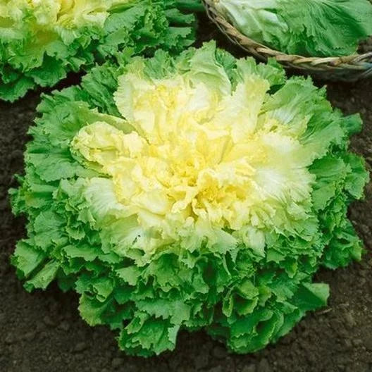 Broadleaf Batavian Endive Seeds - 1000 Non-GMO Heirloom Seeds for Home Gardening