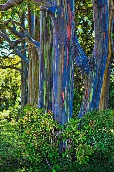 Rainbow Eucalyptus Seeds - 50 Pack, Eucalyptus deglupta, Perennial Tree Seeds for Garden, Multicolored Bark, Fragrant Flowers