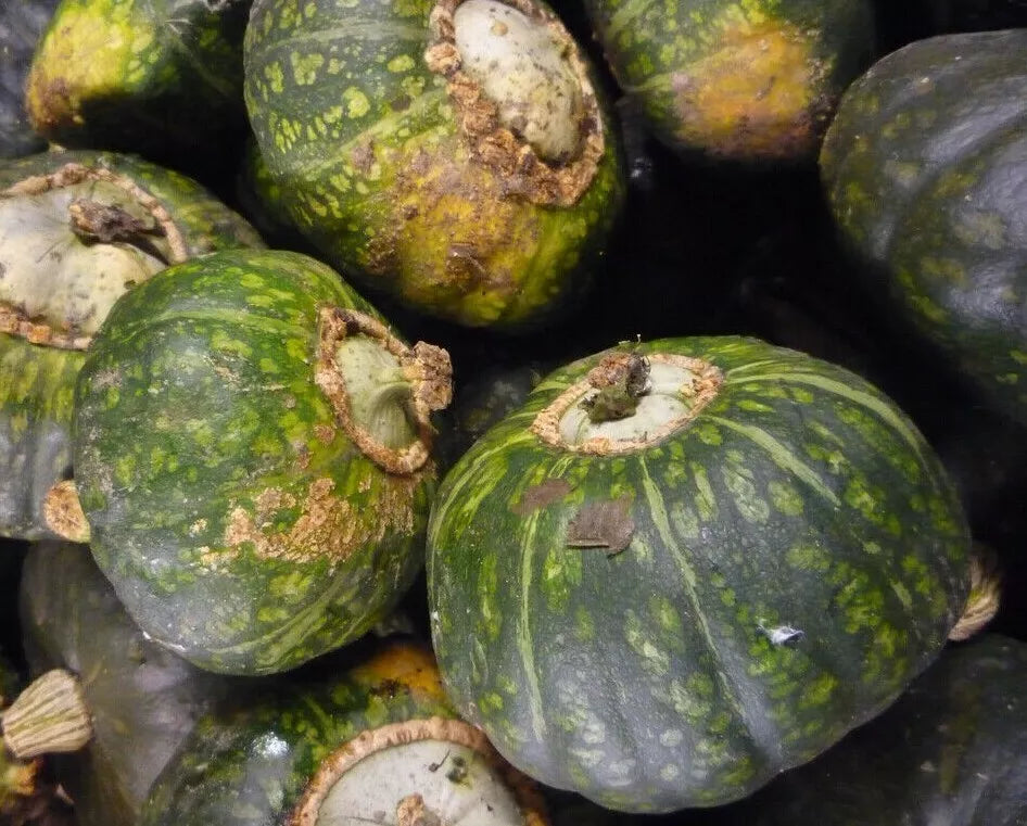 Buttercup Squash Seeds – 15+ Winter Squash Vegetable Garden Cucurbita maxima for Home Growing