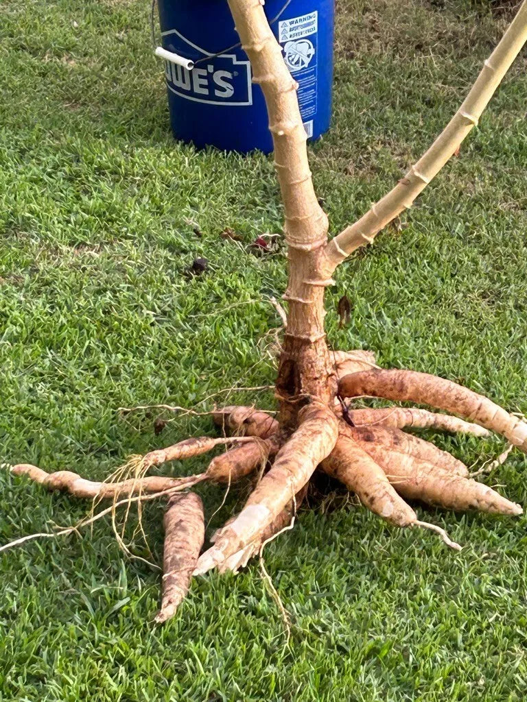 Cassava Cuttings 5-Pack, Manihot esculenta, Drought-Resistant, Full Sun, Tropical Agriculture, Root Crop Propagation