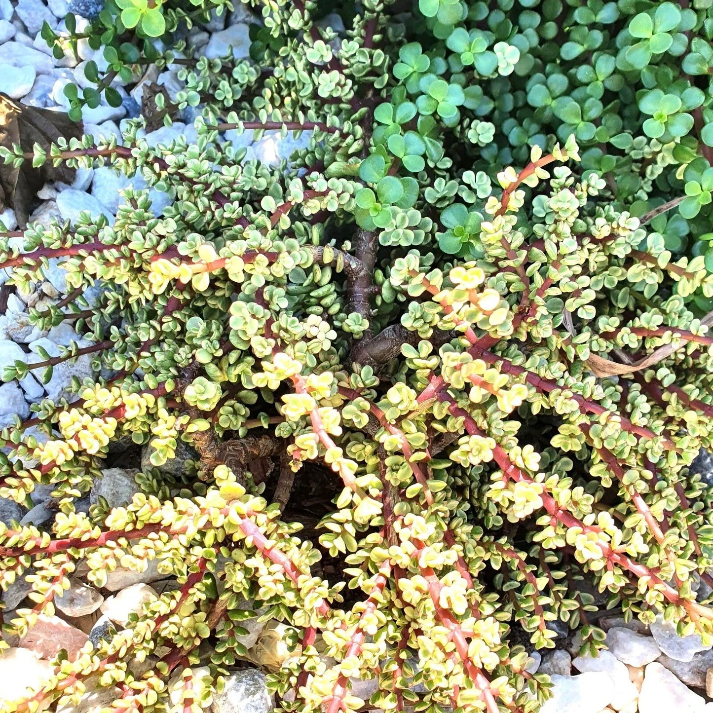 Elephant Bush Cuttings - 6 Variegated Portulacaria afra Succulent Plants, Drought Tolerant & Easy to Grow