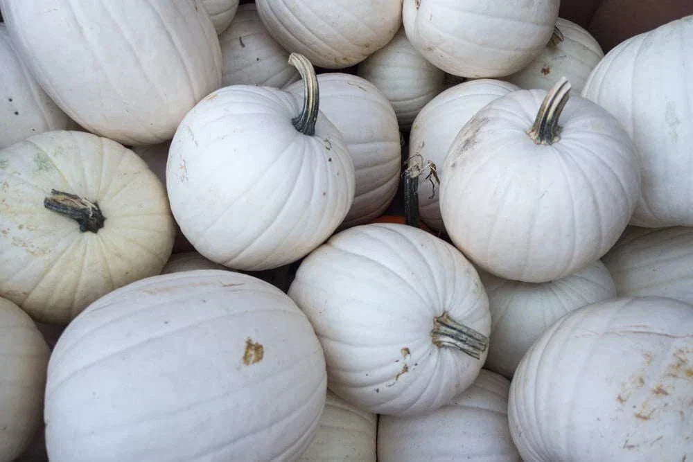 Blanco White Pumpkin Seeds - 10 Seeds for Planting - Cucurbita pepo