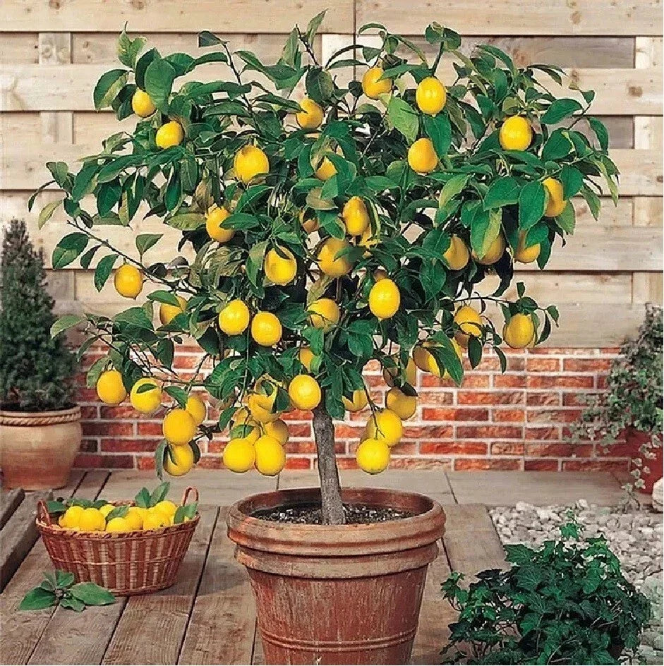 Live Edible Lemon Tree Seedling – Citrus limon, Compact 3-inch Plant for Landscaping & Container Gardening