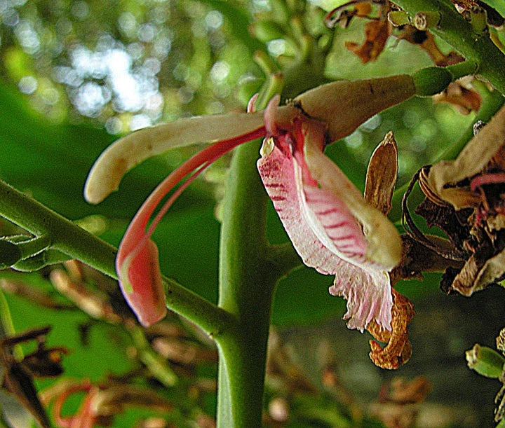 Live Rooted Spice Ginger Plant - Alpinia galanga with White Pink Flowers, Culinary Herb for Indoor & Garden Use