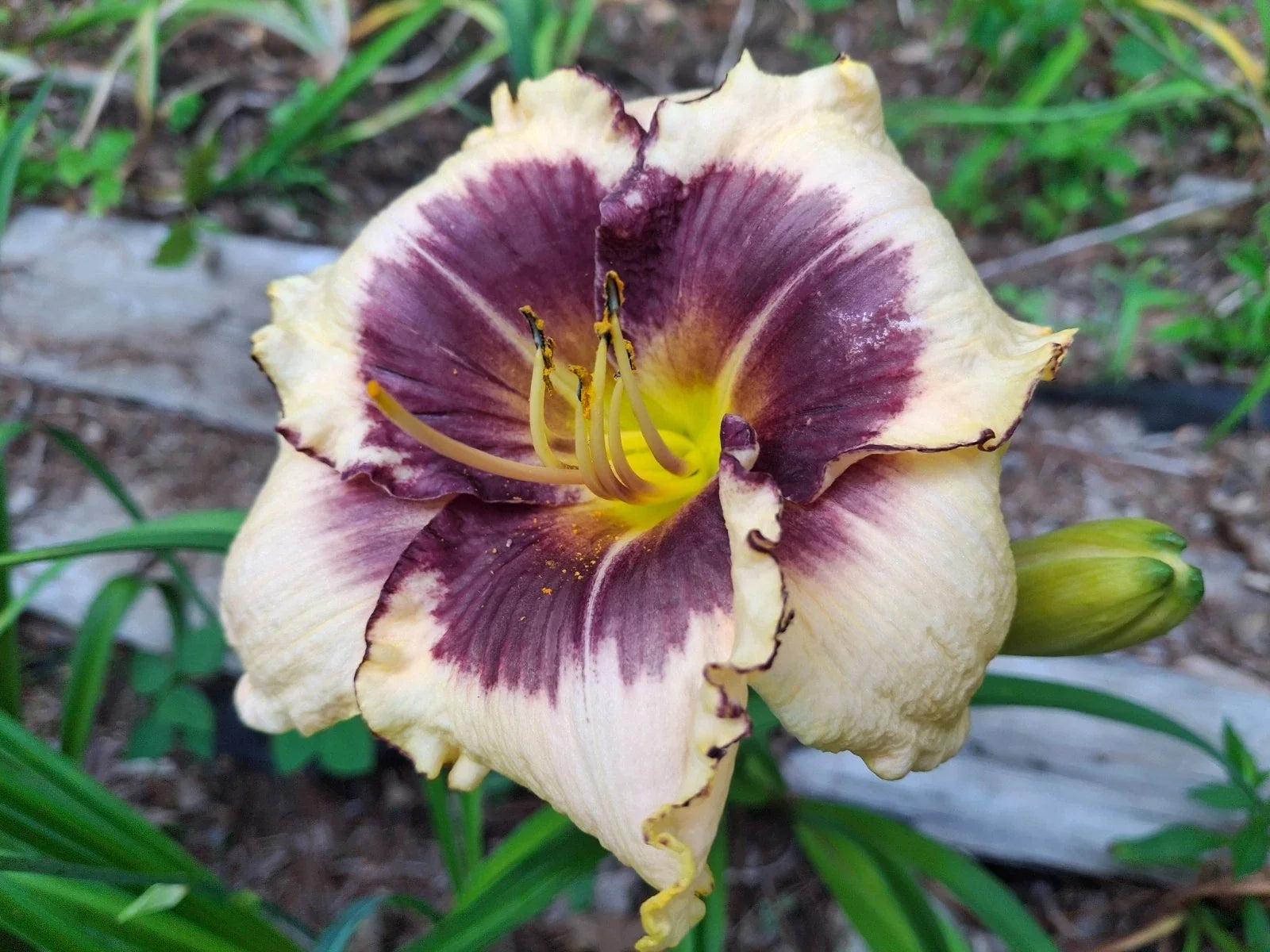 Daylily Bareroot Plant 1 Mature Fan 'Blackthorn' Hemerocallis, Dark Purple Blooms