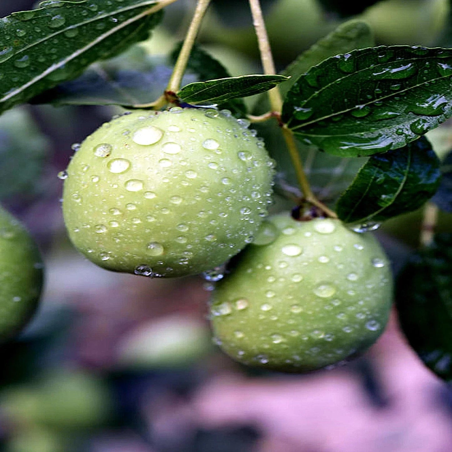 Jojoba Tree Seeds - Simmondsia chinensis - Medicinal Oil Producing Goat Nut Plant