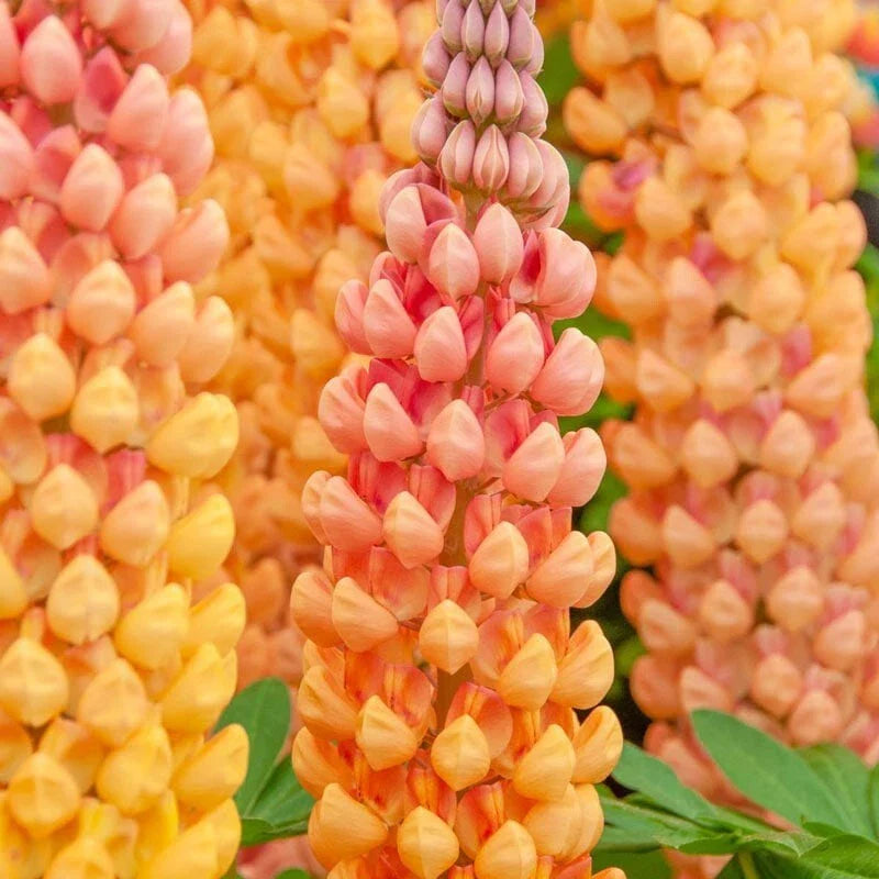 Salmon Star Lupine Seeds - 25 Perennial Hardy Flower Seeds - US Seller