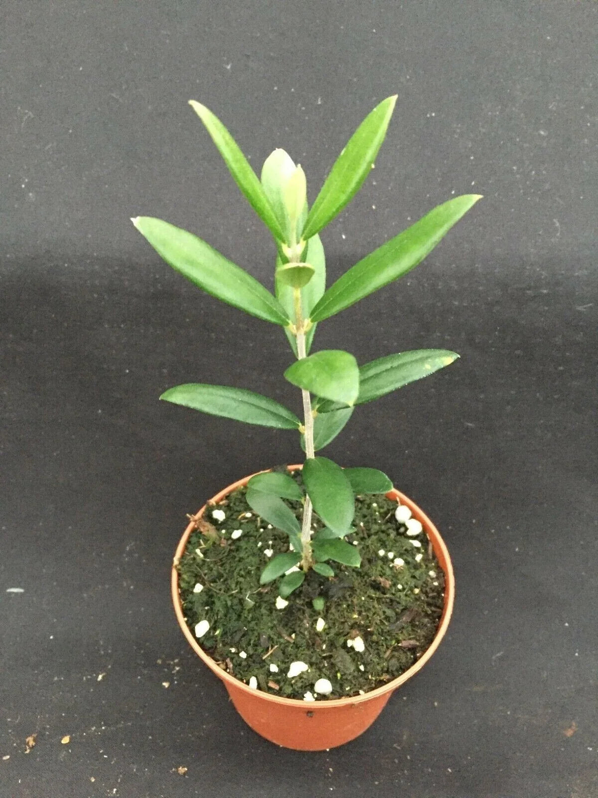 Arbequina Olive Tree 3" Pot - Olea europaea Rooted Plant for Home Growing, Compact, Full Sun, Easy Care
