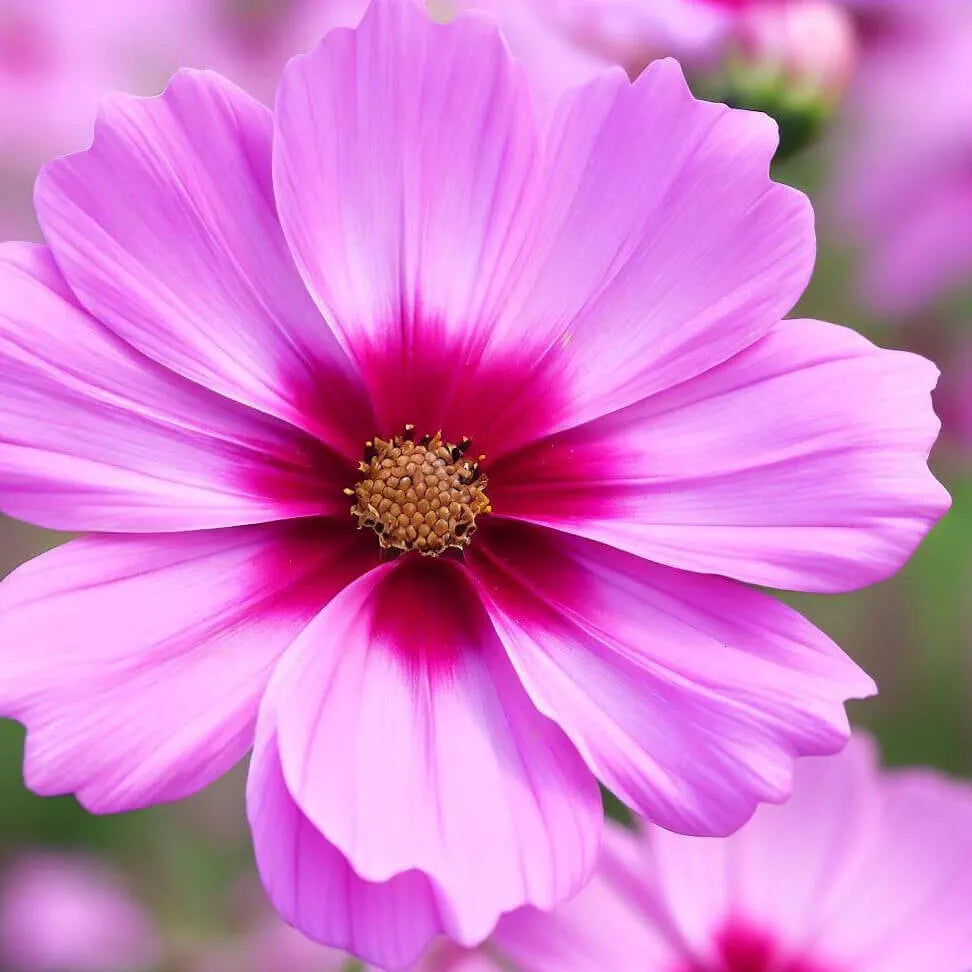 Cosmos Seeds 100-2000 Count Non-GMO Gloria Variety Cosmos bipinnatus for Gardens and Pollinator Attracting