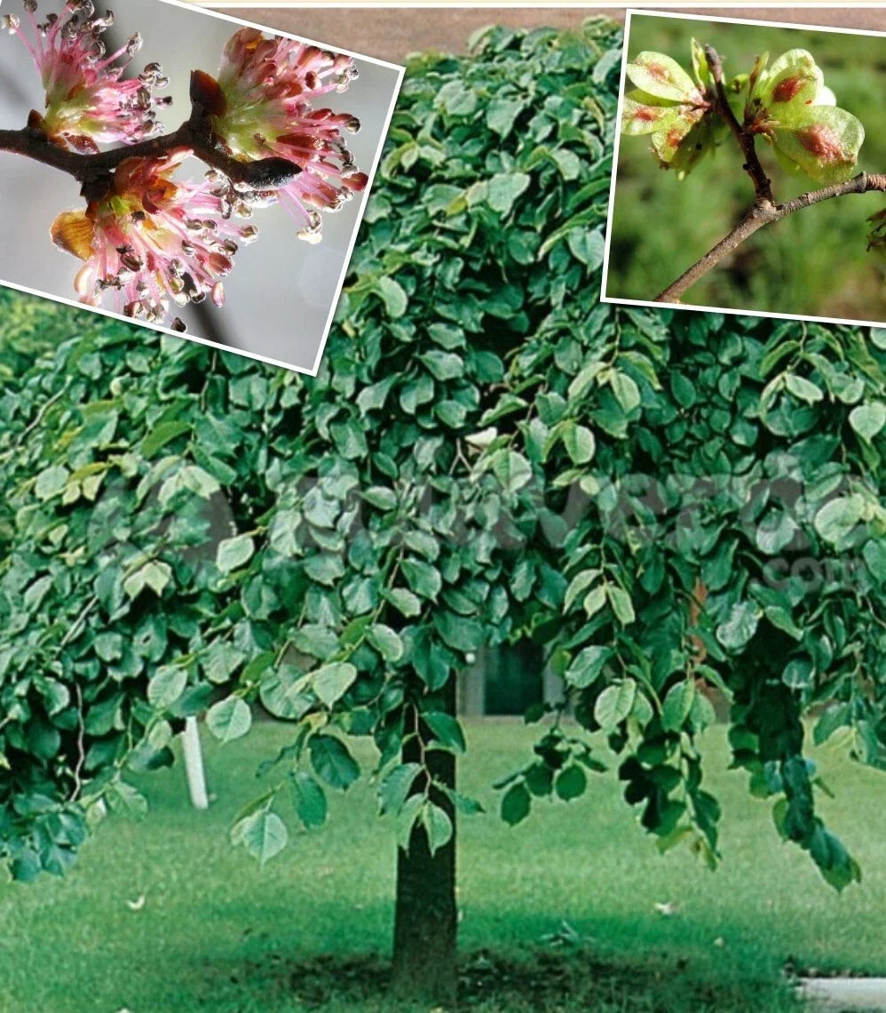 Elm Tree Seeds - 25+ Organic Heirloom Ulmus americana Seeds - Harvested 03/2025