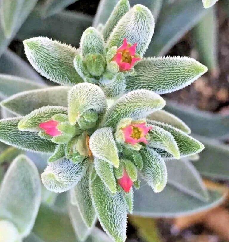 Succulent Crassula 'Moon Glow' 2-4" Live Plant with Fuzzy Teardrop Leaves - Crassula mesembryanthemoides