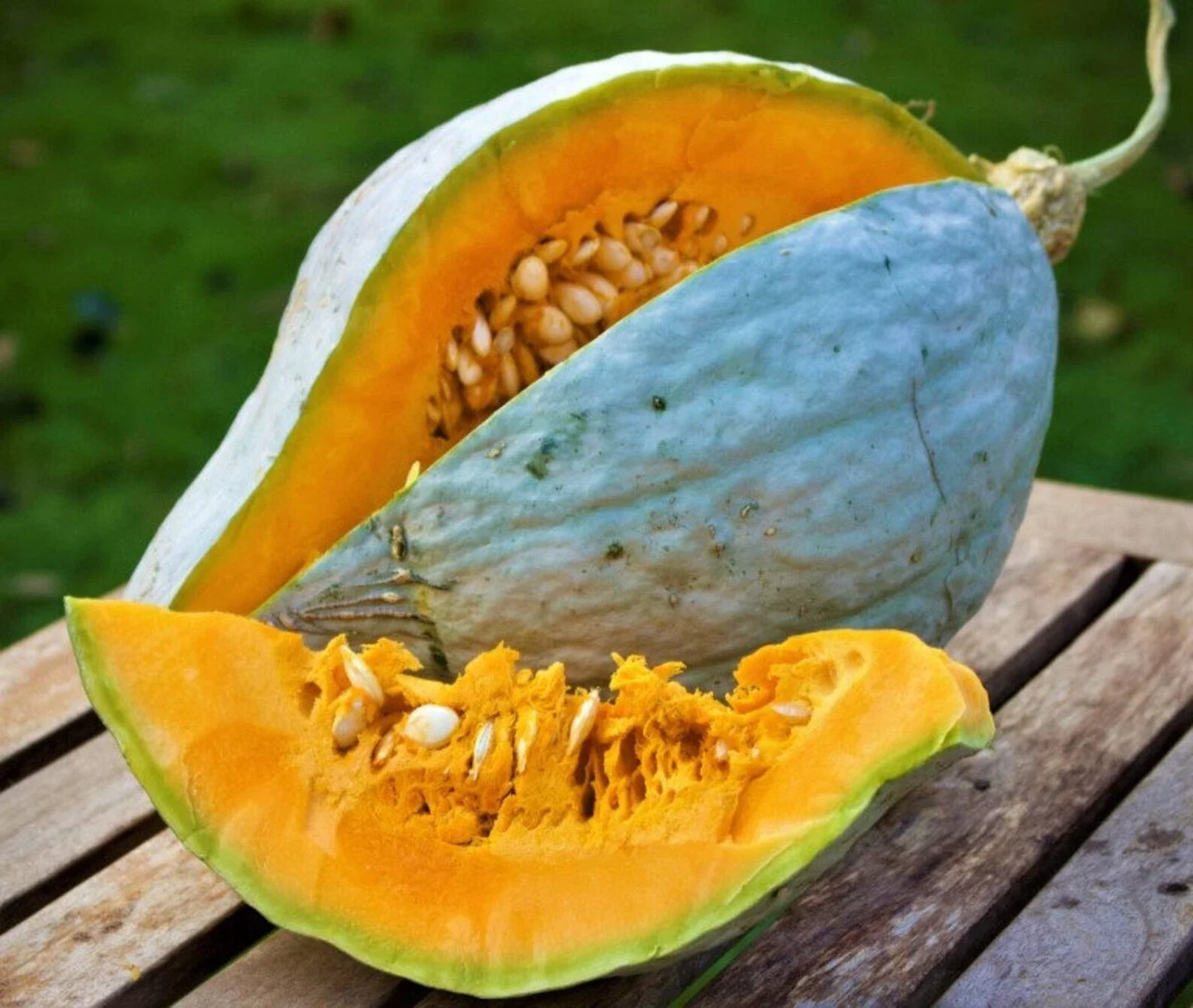 Giant Blue Hubbard Squash Seeds - Heirloom Non-GMO Cucurbita maxima, Large Blue-Green Fruits, Organic Gardening, 10+ Seeds