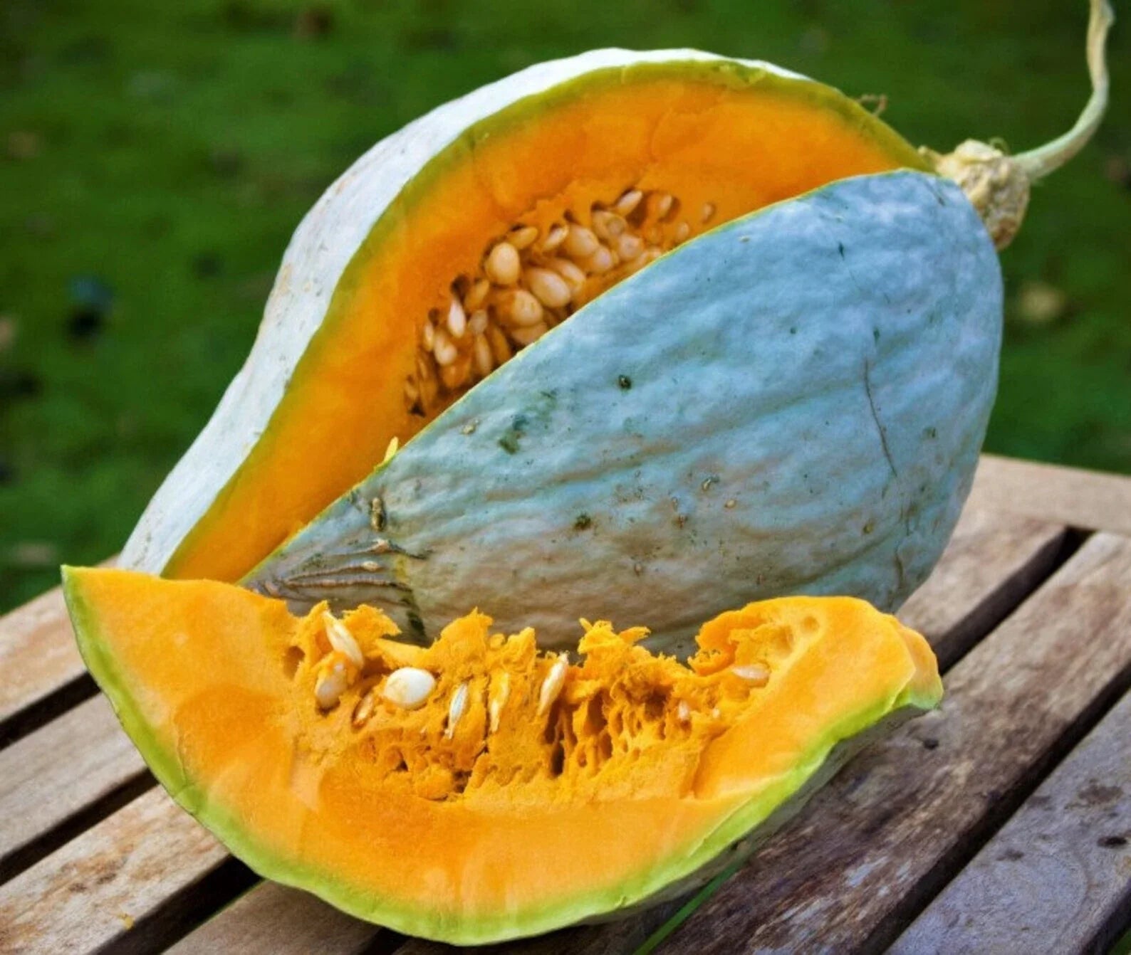 Giant Blue Hubbard Squash Seeds - Heirloom Non-GMO Cucurbita maxima, Large Blue-Green Fruits, Organic Gardening, 10+ Seeds
