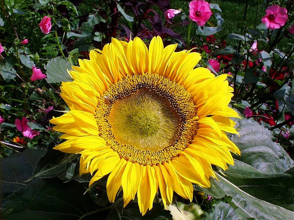 Sunflower Seeds - 45 Pack Sunspot Dwarf Yellow Helianthus annuus for Small Gardens & Containers