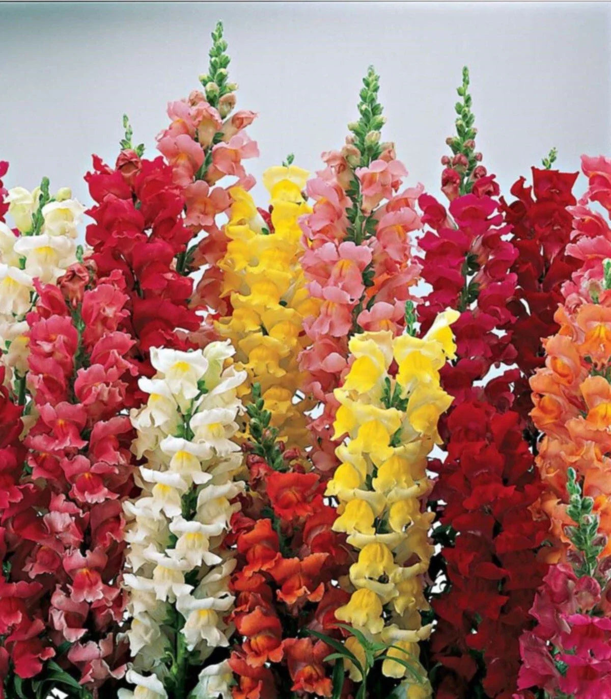 Snapdragon Seeds MAXIMUM Mix 250+ Bright Colors Antirrhinum majus Flower Seeds for Garden, Borders, Cut Flowers