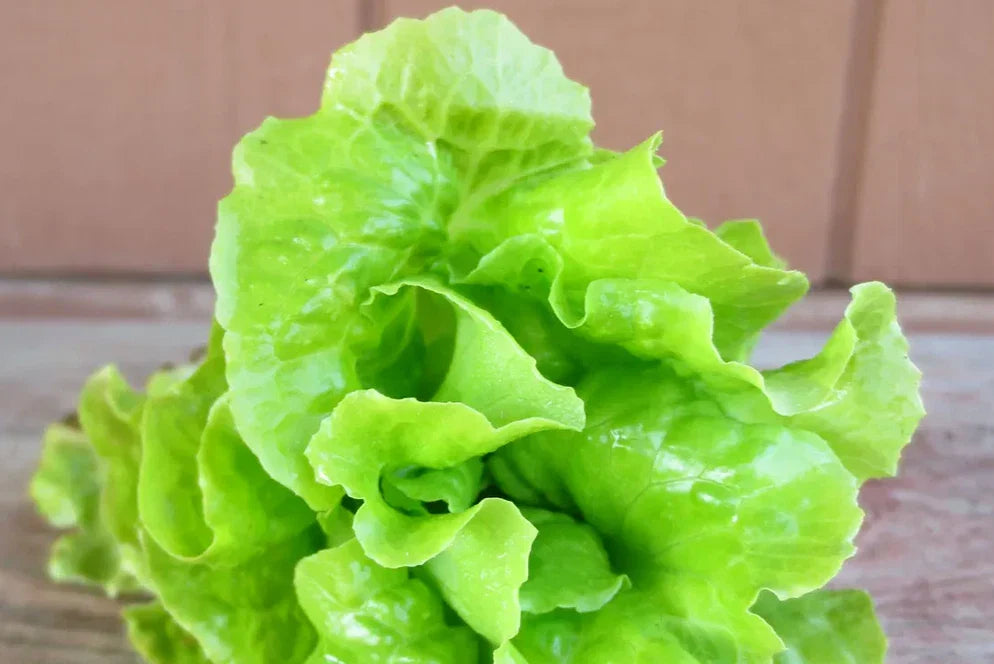 Tom-Thumb Leaf Lettuce Seeds - Heirloom Lactuca sativa for Home Gardening