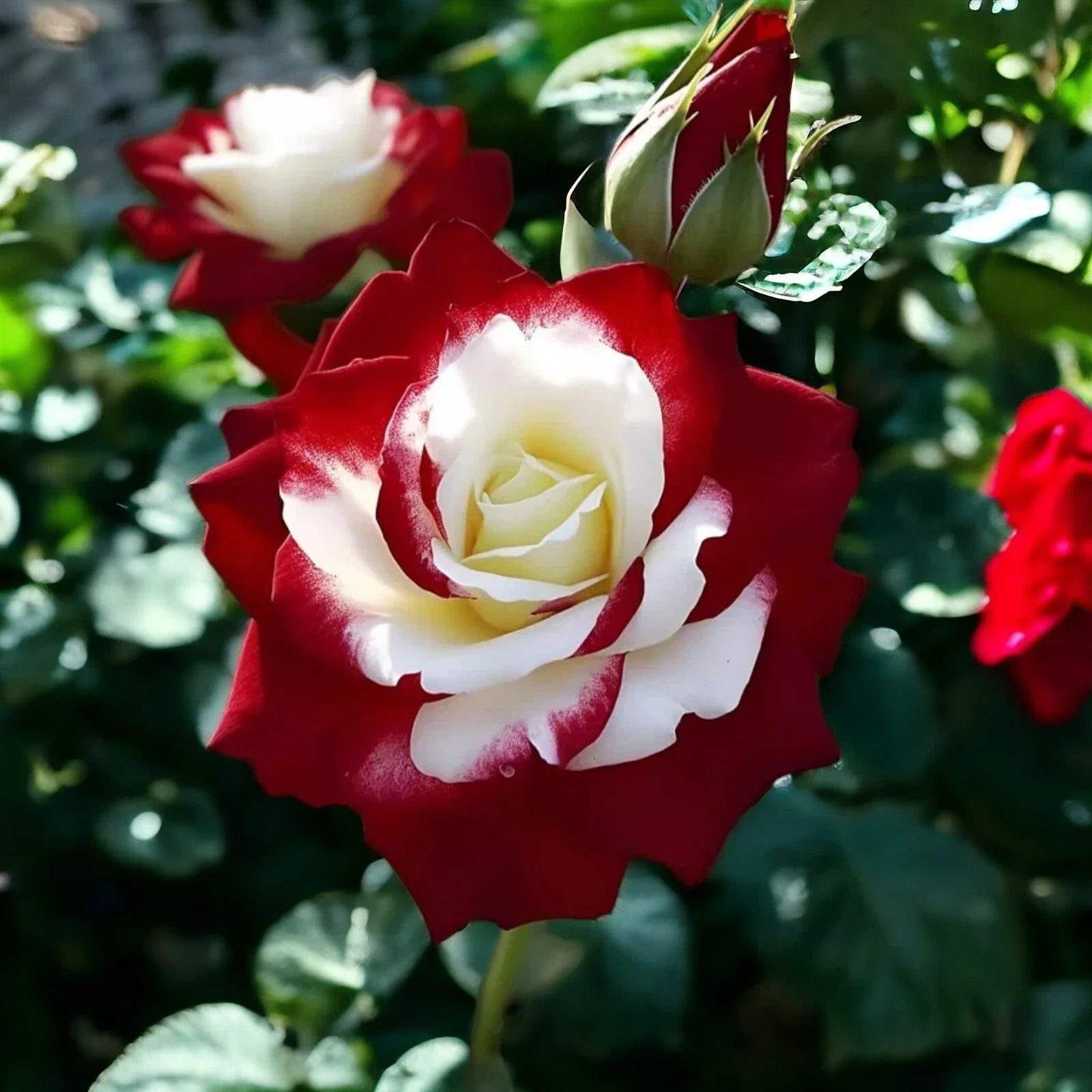 Rare Twin Roses Seeds - 20pcs Heirloom Sunset Hues Non-GMO Rosa spp. Garden Flower Seeds