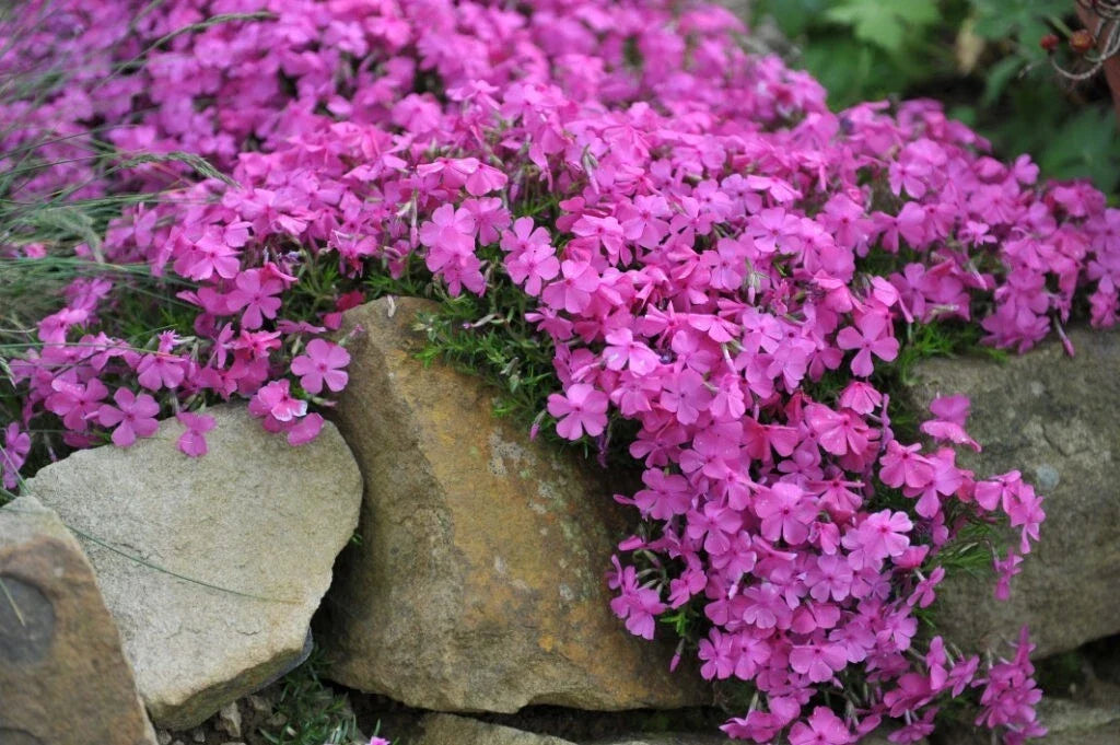 McDaniel's Cushion Phlox Seeds – 100+ Perennial Seeds for Garden, Phlox subulata, Low-Growing, Colorful Blooms, Attracts Pollinators