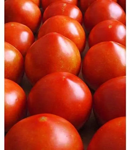 Early Girl Tomato Seeds - 30+ Heirloom Red Variety, Solanum lycopersicum, Fast-Growing, 60 Days to Harvest, Made in USA