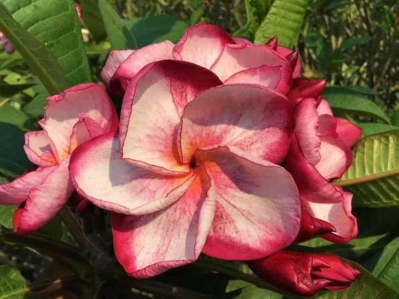 Pink White Plumeria Seeds - Frangipani Flower Seeds for Tropical Garden, Indoor & Outdoor Gardening, 5 Seeds