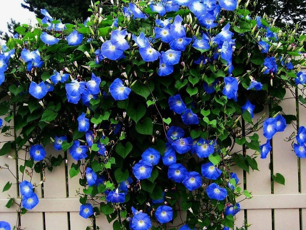 Blue Morning Glory Seeds - Climbing Vine, Ipomoea purpurea, 300 Seeds, Fast-Growing, Blue Flowers, Trellis, Fence, Arbors