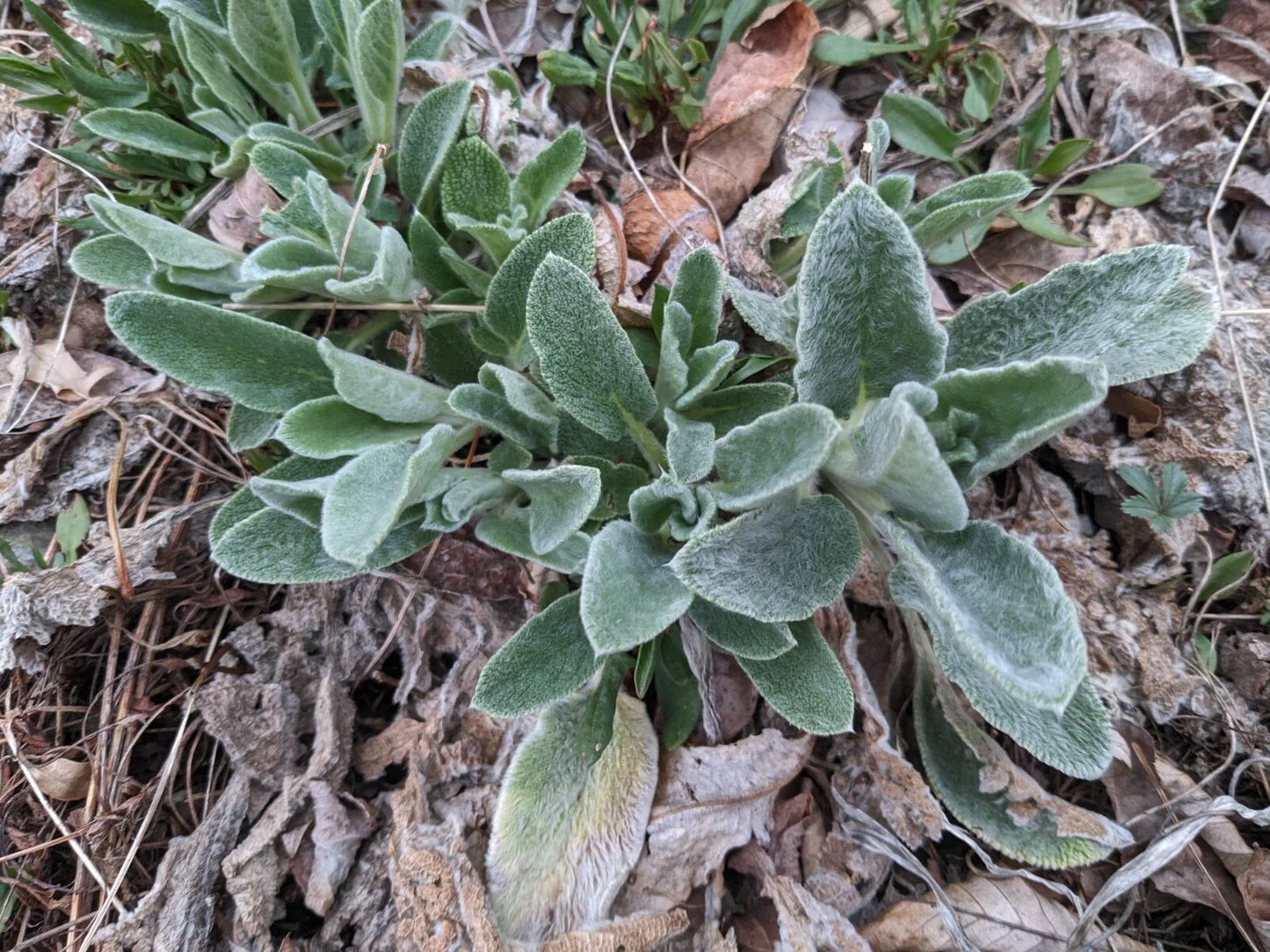 Lambs' Ear Bare Root Starter Plants – Stachys byzantina, Soft Silvery Foliage, Easy Care Perennial Ground Cover, 3 Pack