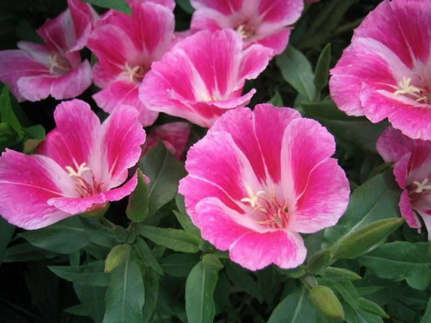 Clarkia Farewell to Spring Seeds - Godetia Amoena Annual Flower Seeds for Borders & Cutting Gardens, 300+ Seeds