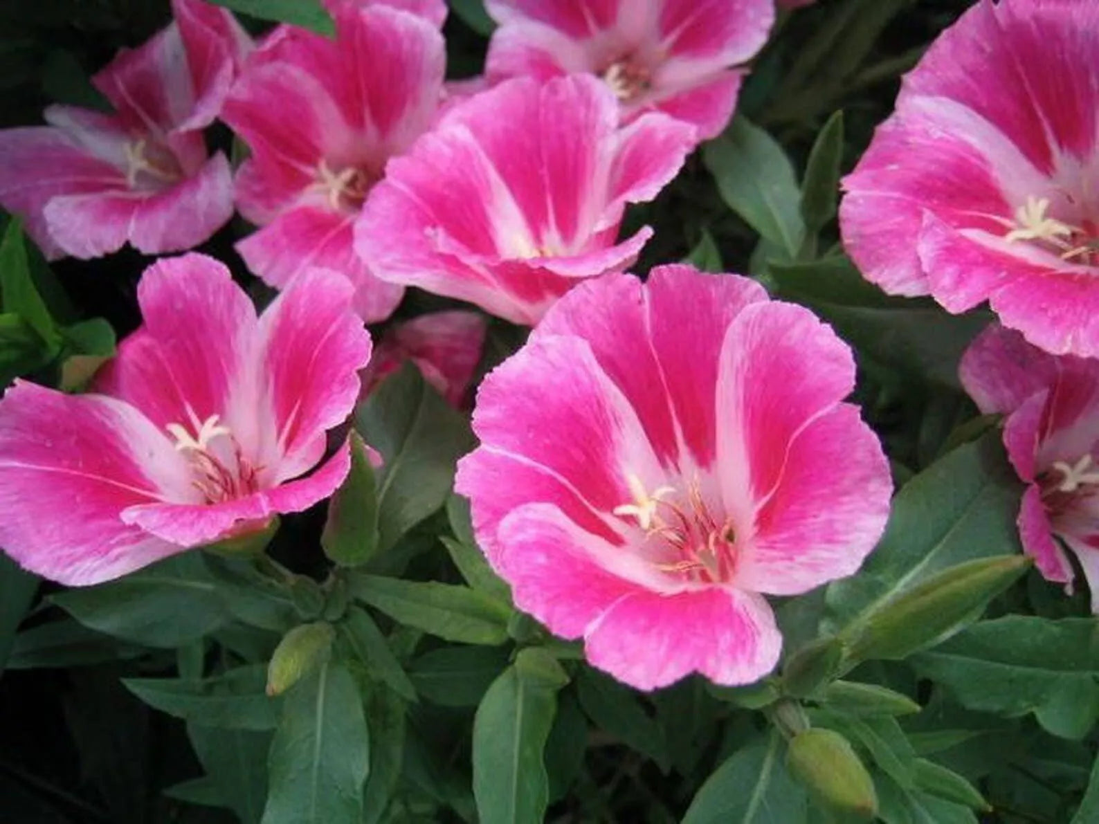 Clarkia Farewell to Spring Seeds - Godetia Amoena Annual Flower Seeds for Borders & Cutting Gardens, 300+ Seeds