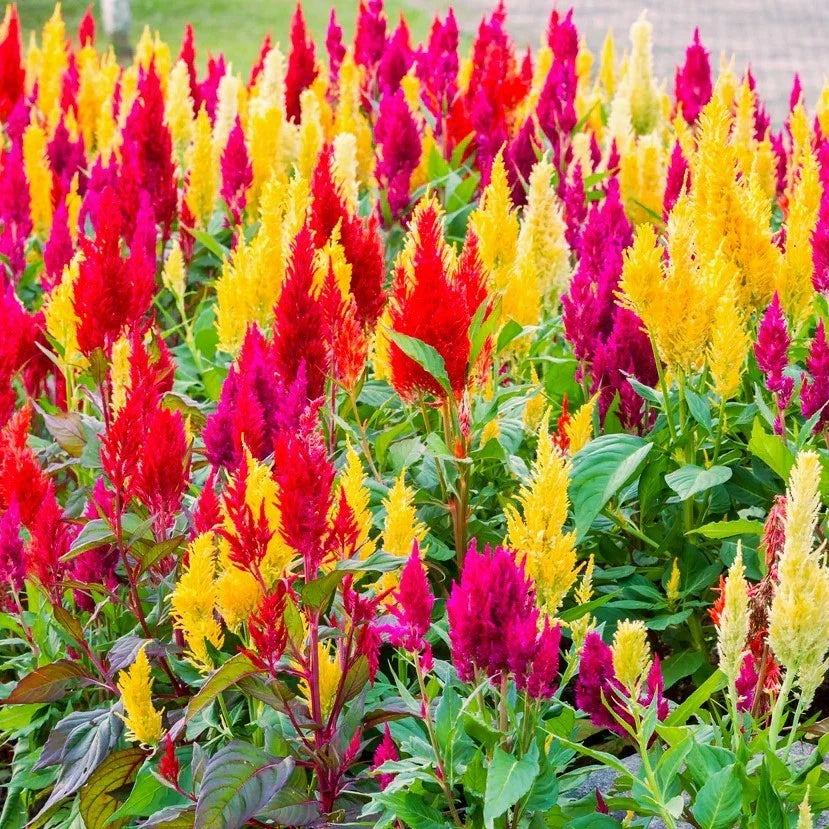 Pampas Plume Mix Celosia Seeds - Rainbow Colors, Annual Flower, Celosia argentea var. plumosa, Easy to Grow, Garden & Cut Flowers