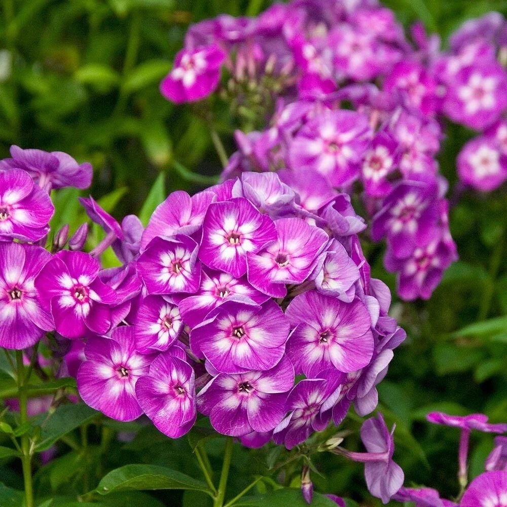 Garden Phlox Live Starter Plant 4-8" Tall 'Laura' Phlox paniculata in 2.5x3.5" Pot, Pink Flowers, Butterfly Attractant