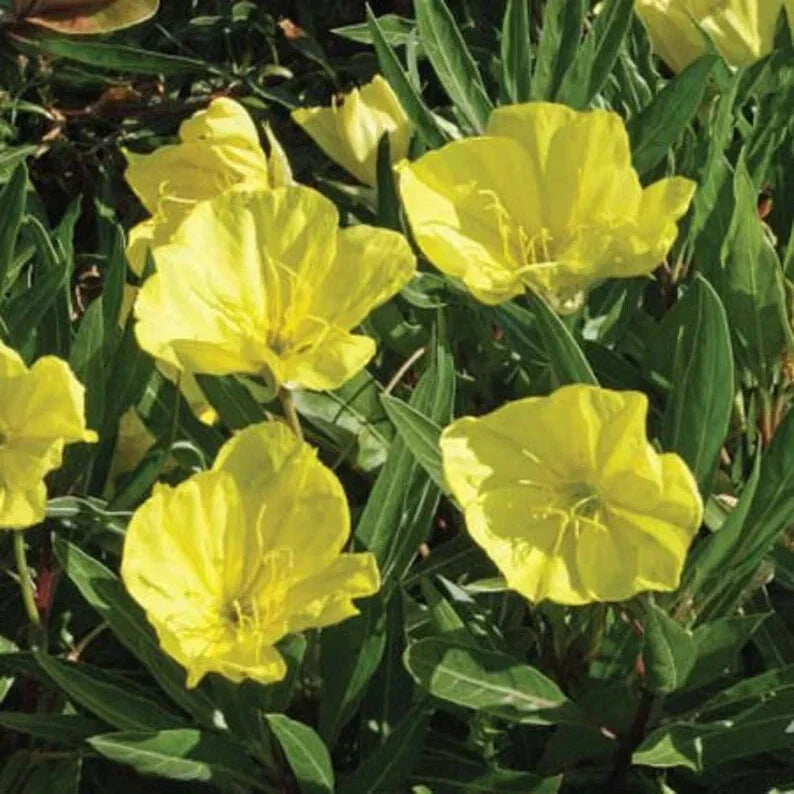 Evening Primrose Seeds - 200 Organic Dwarf Perennial Seeds - Oenothera fruticosa - USA Grown