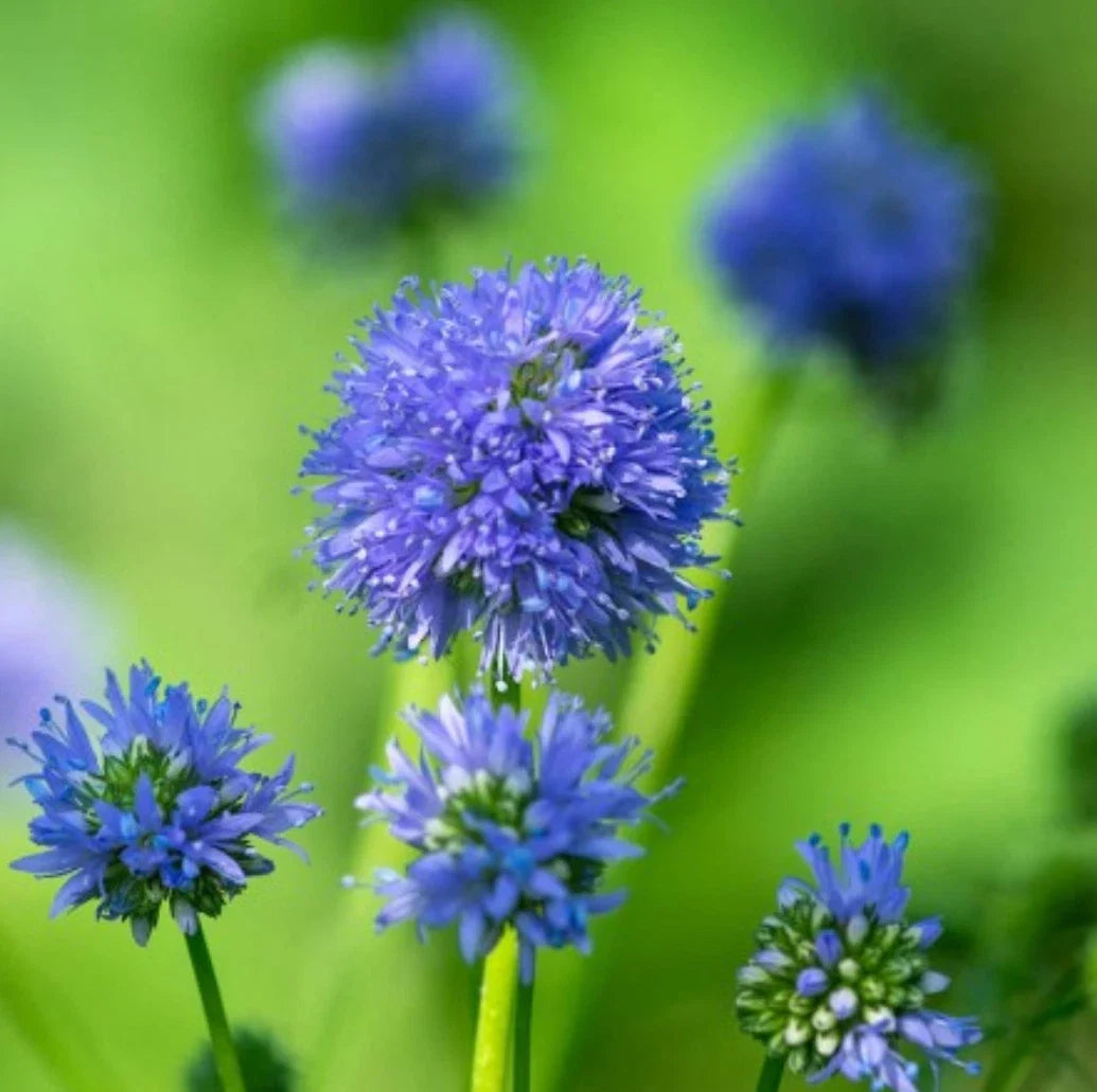 Globe Gilia Seeds 500 Pack - Blue Flower Seeds - Gilia capitata - Annual Pollinator-Friendly Seeds