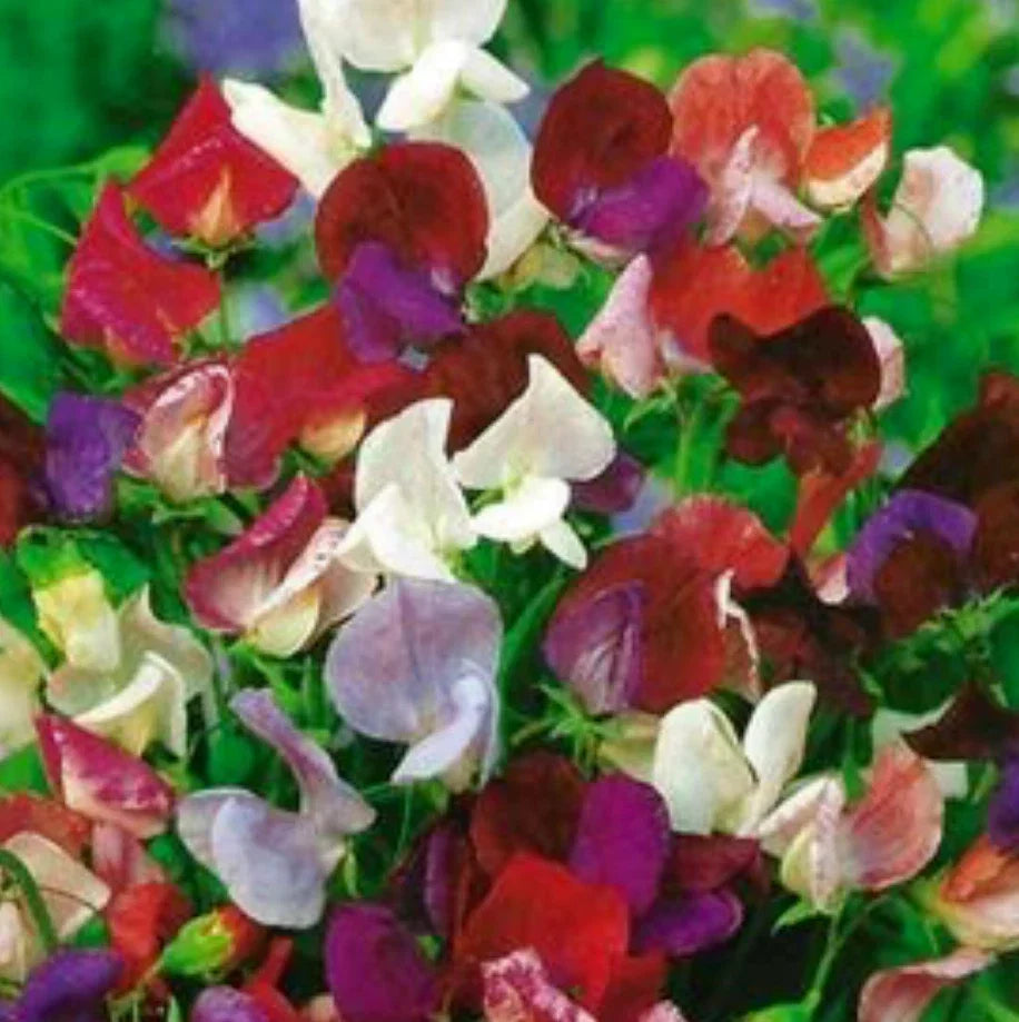Sweet Pea Seeds - 39 Count Old Spice Mix - Lathyrus odoratus - Non-GMO Heirloom