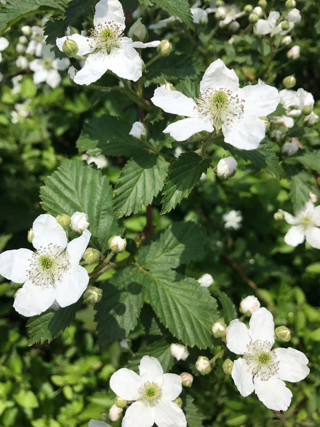 Southern Blackberry Plants – Live 2-3ft Rubus fruticosus, Fast-Growing, Fruitful, Full Sun, Low Maintenance