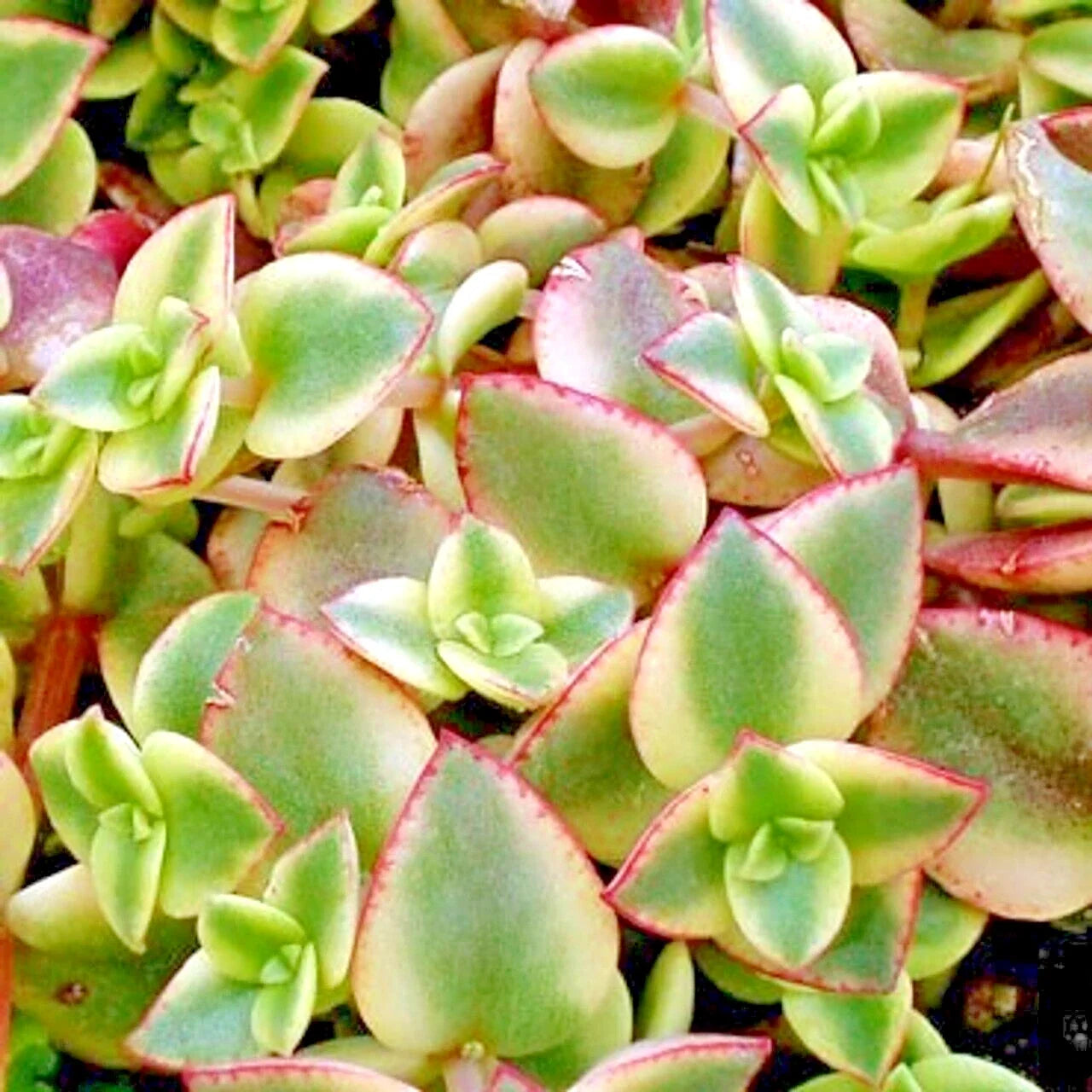 Succulent Crassula Perforata Variegated Pair - 1" Live Plants, String of Buttons, Easy Care, Indoor or Outdoor Plant