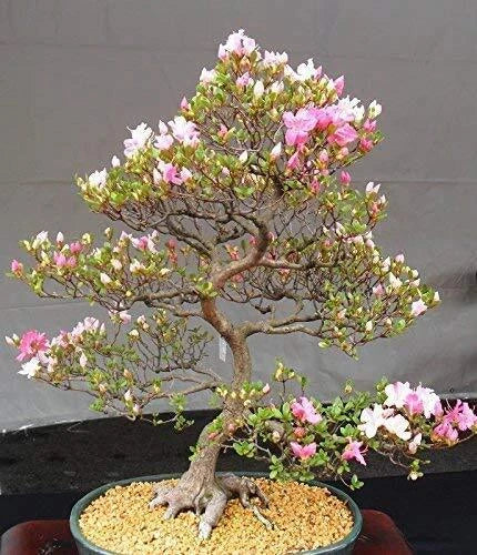 Japanese Cherry Blossom Bonsai Seeds - 10 Flowering Sakura Seeds - Prunus serrulata for Indoor Gardening & Bonsai Cultivation